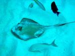 Cayman_Brac_New_Years_2003_B_040_copy.jpg