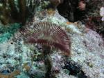Xmass Tree Worms & More