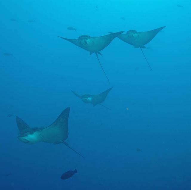 Eagle Ray1 sm