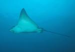 Eagle Ray3 sm