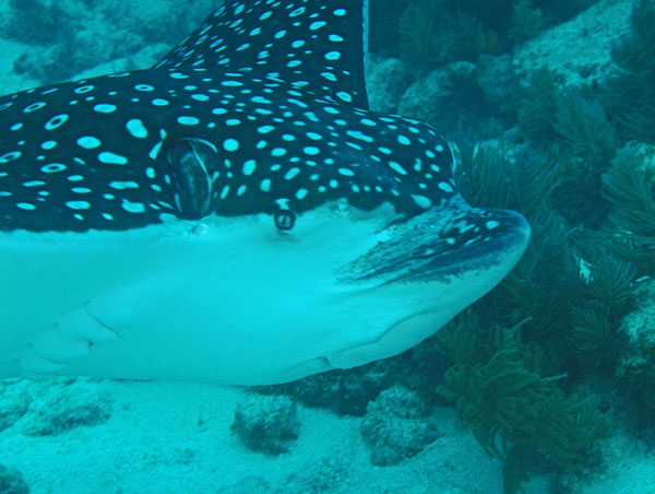 Eagle Ray1