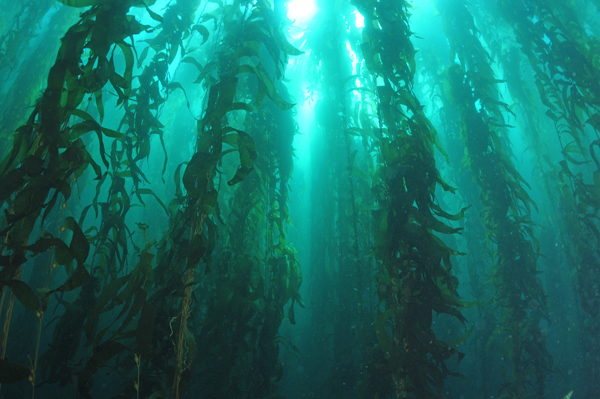 Kelp forest1