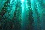 Kelp forest1