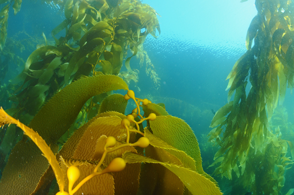 Kelp forest2