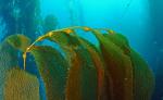 Kelp2