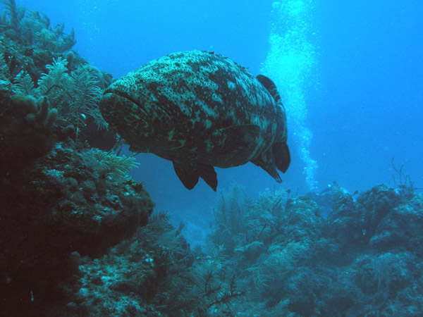 Goliath_grouper_small_copy.jpg