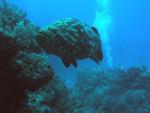 Goliath_grouper_small_copy.jpg