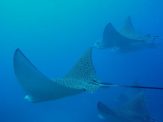 Keys Eagle Ray 1.jpg