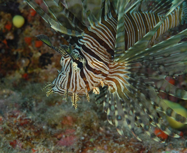 Lion Fish portrait_  3 sml JPG.jpg